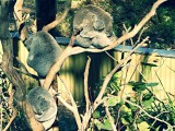 Reptile Park