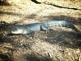 Alligator