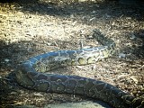 Python
