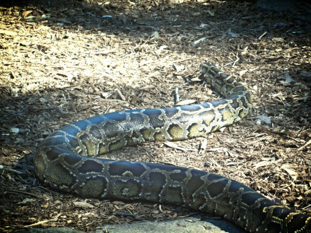 Python