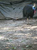 Cassowary