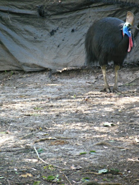 Cassowary