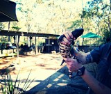 Reptile Park