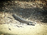 Blue tongue lizard
