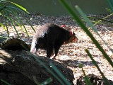 Tasmanian devil