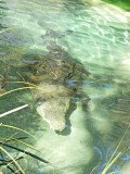 Krokodil