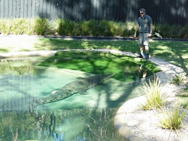 Steve Irwin praktijken...
