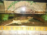 Alligator snapping turtle