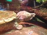 Alligator snapping turtle
