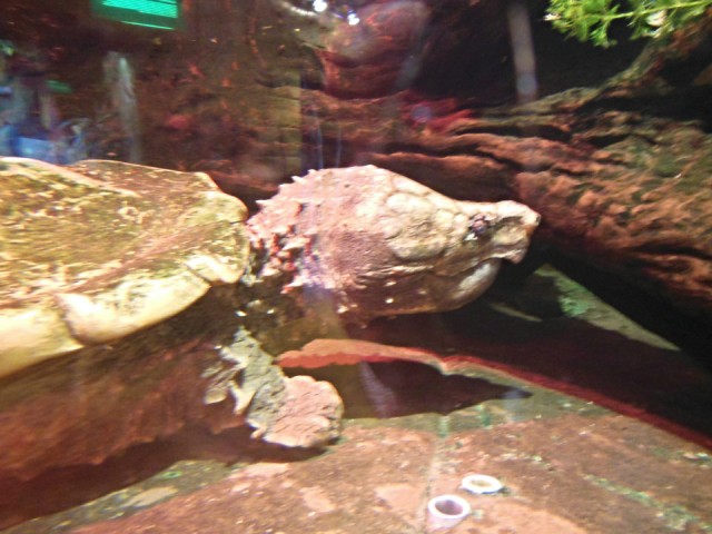 Alligator snapping turtle