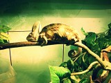 Reptile Park