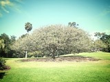 The Botanic Gardens Brisbane