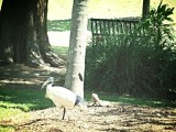 The Botanic Gardens Brisbane