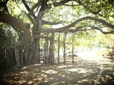 The Botanic Gardens Brisbane