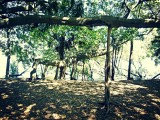 The Botanic Gardens Brisbane