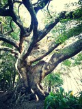 The Botanic Gardens Brisbane
