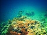 The Great Barrier Reef