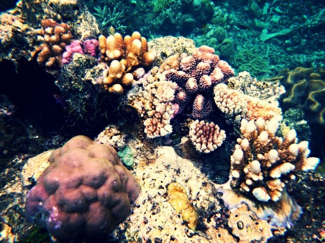 The Great Barrier Reef