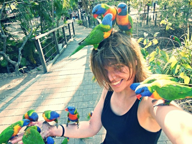 Rainbow Lorikeets