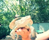 Magnetic Island, Wildlife Park