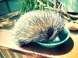 Magnetic Island, Wildlife Park