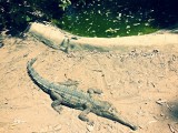 Magnetic Island, Wildlife Park