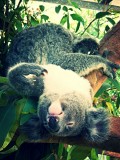 Magnetic Island, Wildlife Park