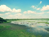 Kakadu