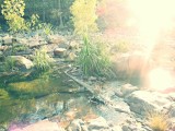 Kakadu