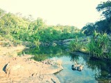 Kakadu