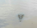 Adelaide river