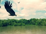 Adelaide river