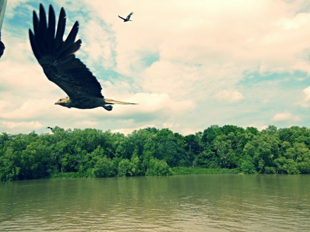 Adelaide river