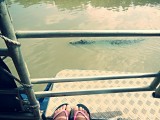 Adelaide river