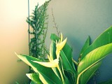 Strelitzia