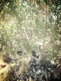 Kings Canyon, ghost tree