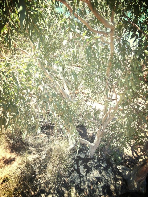 Kings Canyon, ghost tree
