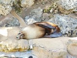 Adelaide Zoo