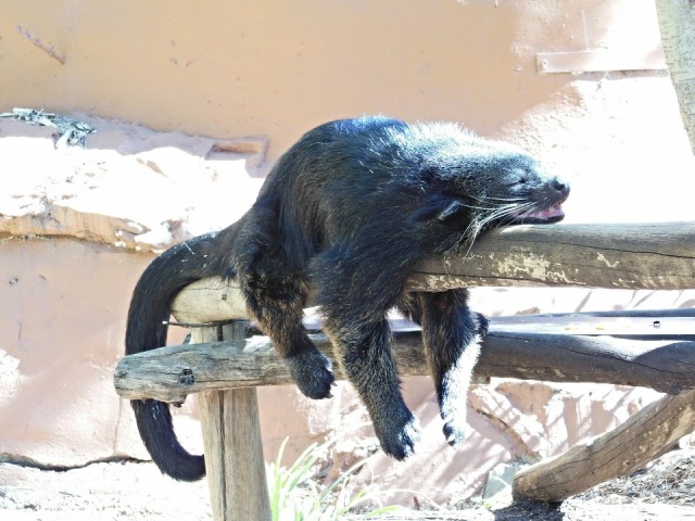 Adelaide Zoo