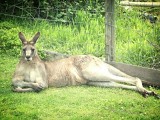 The Great Ocean Road, opper kangeroo