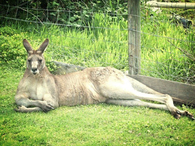 The Great Ocean Road, opper kangeroo