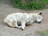 Dingo