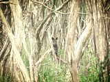 The Great Ocean Road, wallaby in het wild