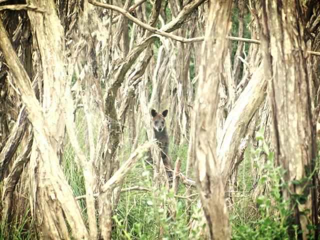 The Great Ocean Road, wallaby in het wild