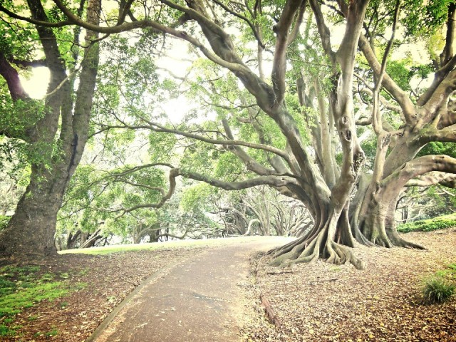 Auckland, Nieuw Zeeland