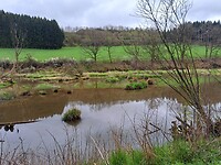 Broedende gans in leefgebieden bever