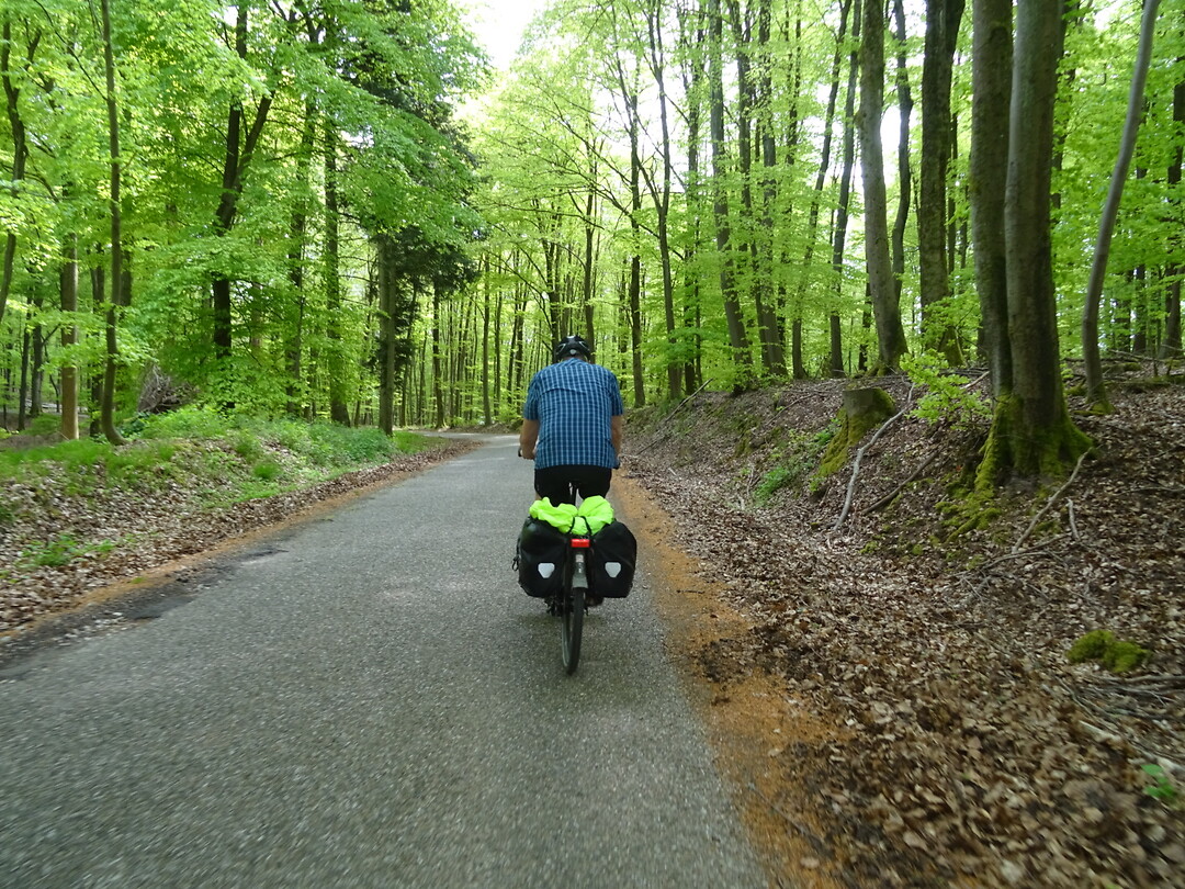 Beuken bos