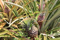 anana