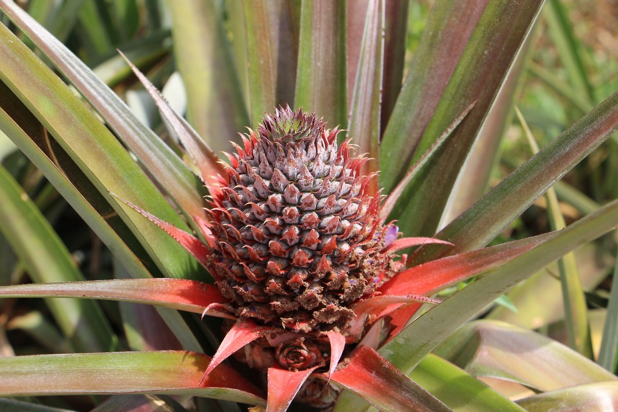 beginnende ananas.