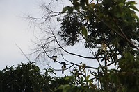 IMG_3961